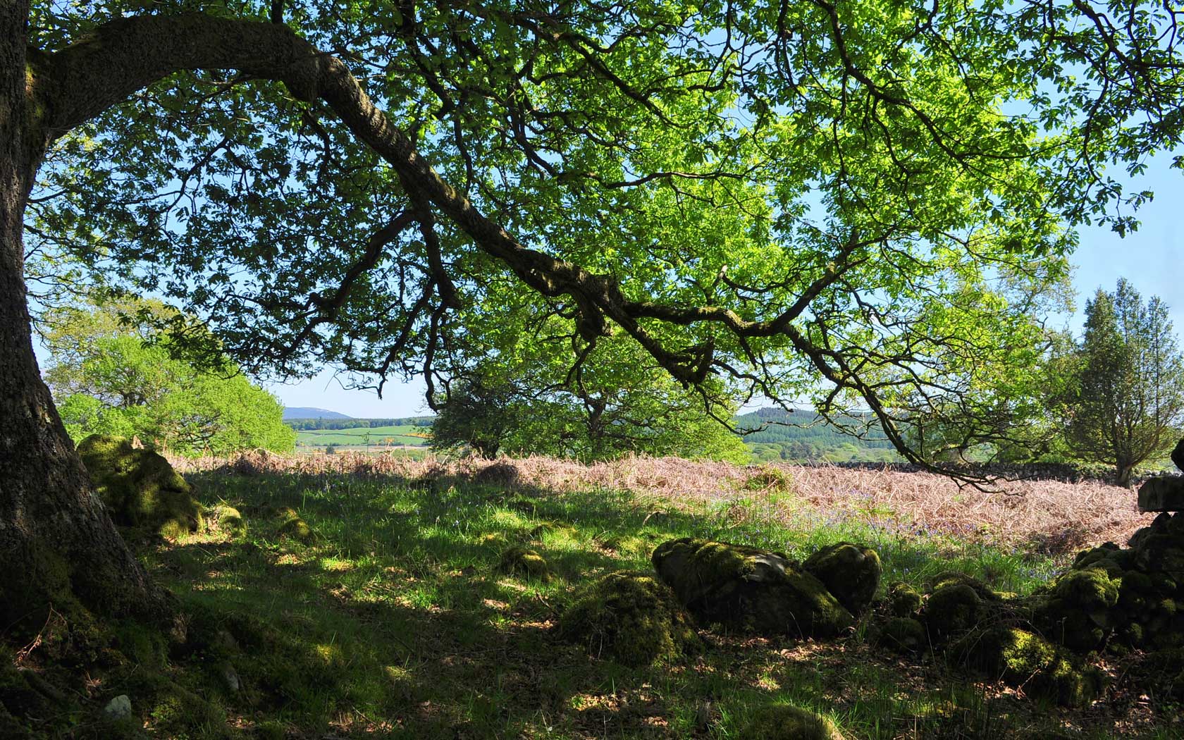 Tree Surgeon - Midhurst, Petworth, Petersfield, Haslemere & Chichester