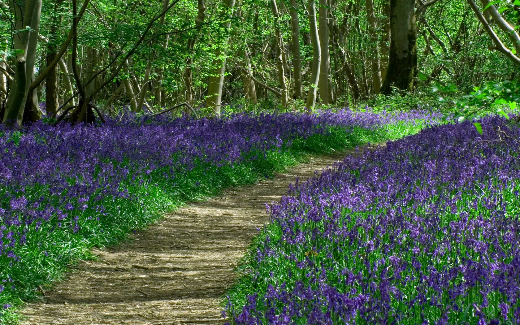 Tree Surgeon - Midhurst, Petworth, Petersfield, Haslemere & Chichester